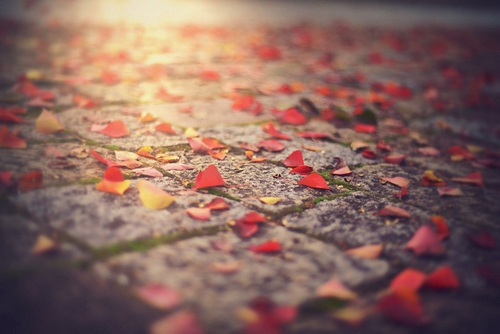 檔案整理簡歷模板軟件推薦（檔案學簡歷）