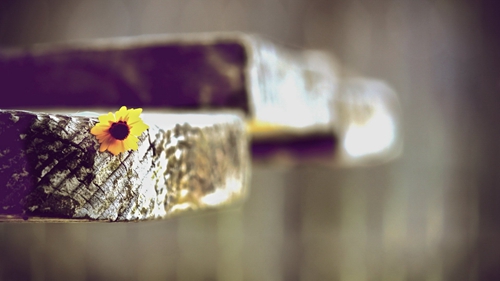 秉文名字寓意好的字