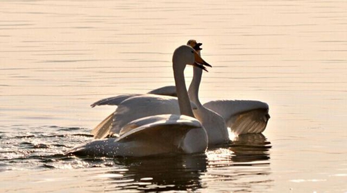 認明星的小游戲